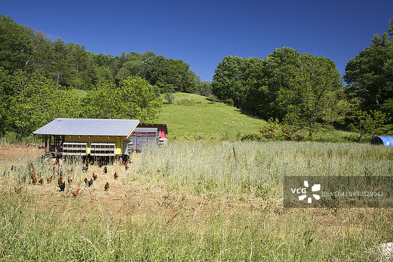 有机农场上的金色彗星和黑色星鸡图片素材