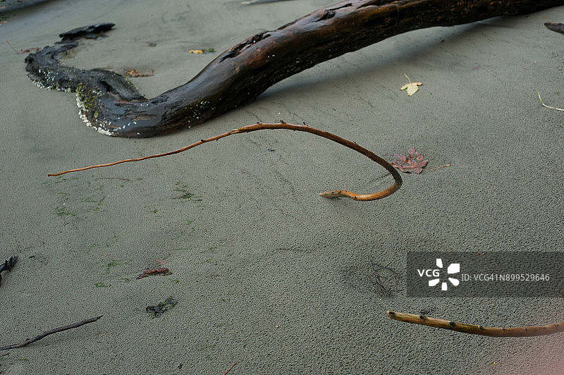 弯曲的棍子图片素材