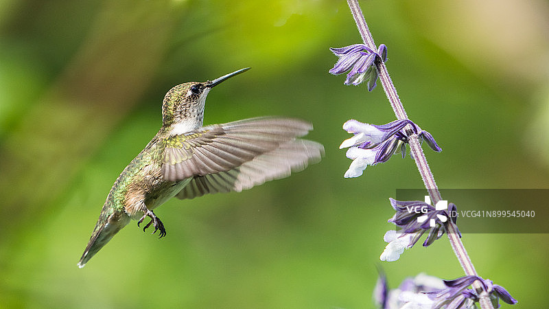 红宝石喉蜂鸟悬停觅食图片素材