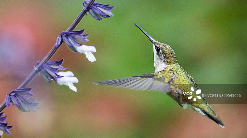 红宝石喉蜂鸟悬停觅食图片素材