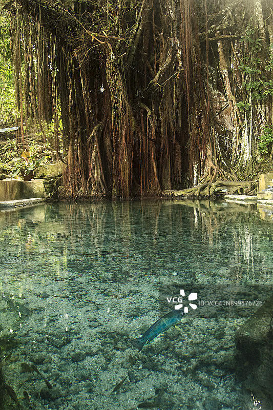 菲律宾锡基霍尔拉兹的古老迷人 Balete 树图片素材