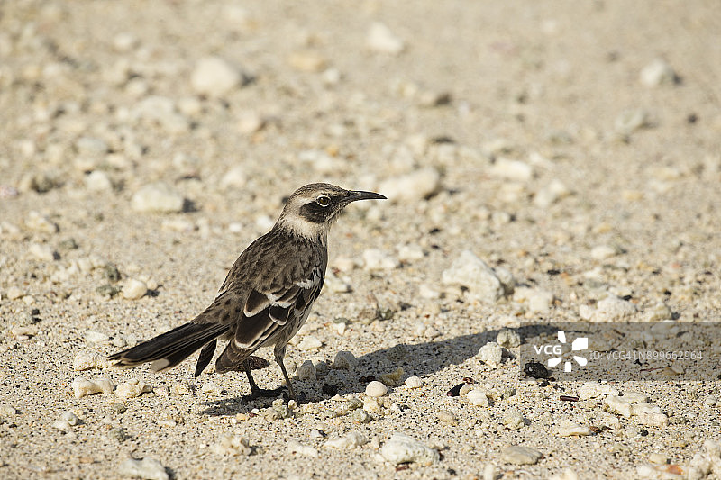 加拉帕戈斯嘲鸫图片素材