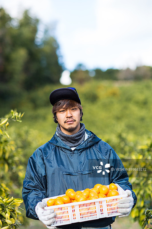 小型农场主在他柑橘农场采摘橙子图片素材