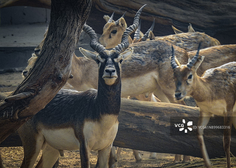 黑斑羚图片素材