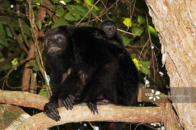 贝里斯吼猴与幼崽图片素材