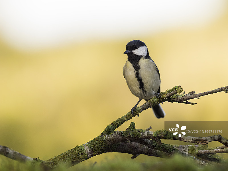 西班牙大山雀栖息树枝，绿黄色背景图片素材