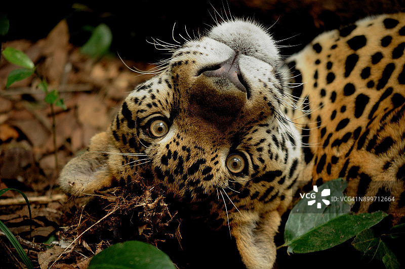 美洲豹图片素材