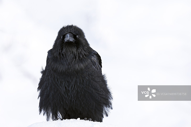 雪地里的渡鸦，加拿大落基山脉图片素材