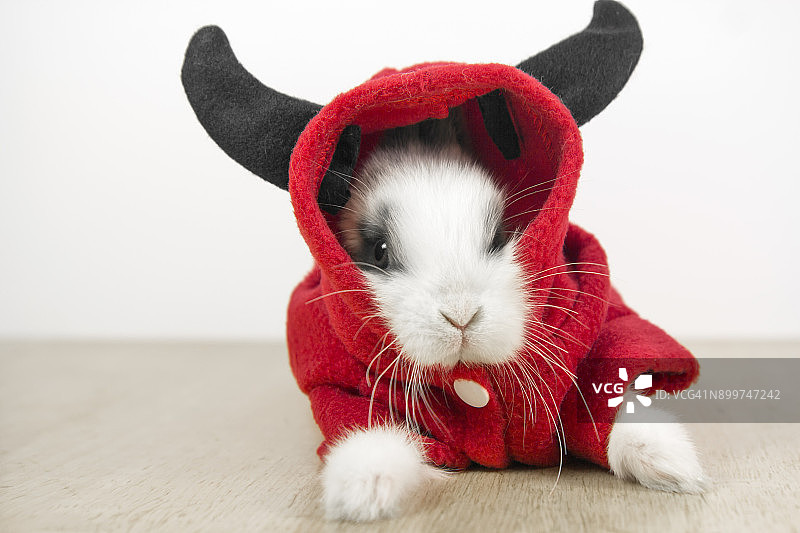 穿着恶魔服装的兔子图片素材