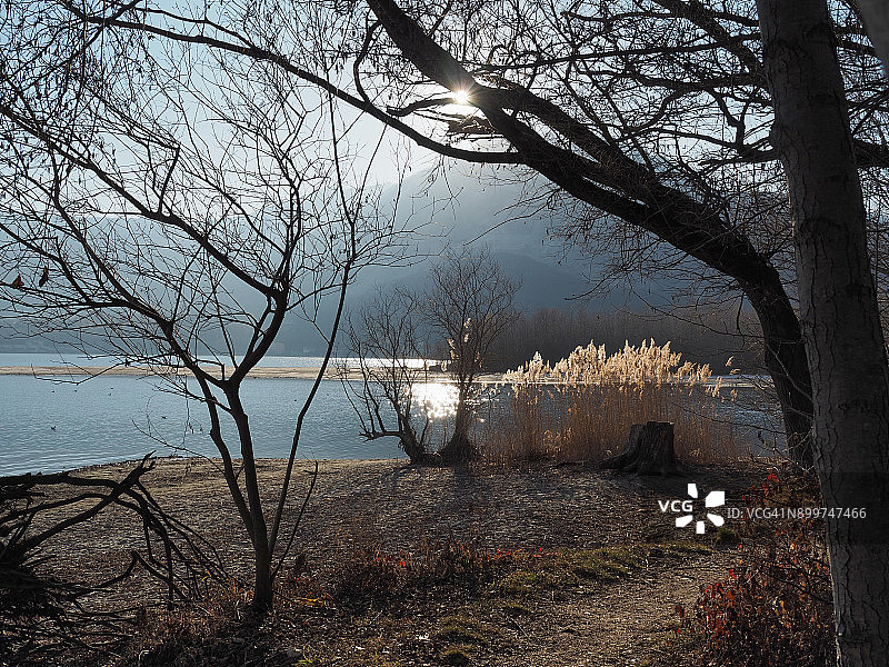 光秃秃的树和小片芦苇，马焦雷湖图片素材