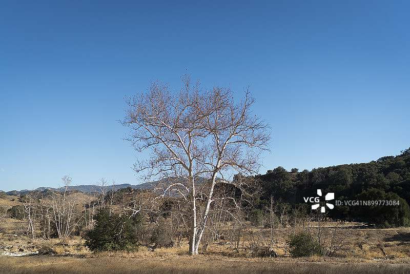 光秃秃的美国梧桐树图片素材