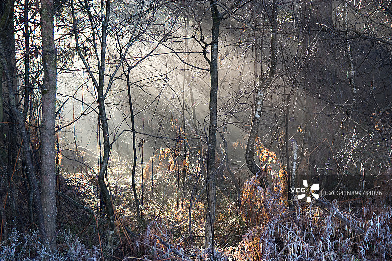 阳光穿过冬季森林图片素材