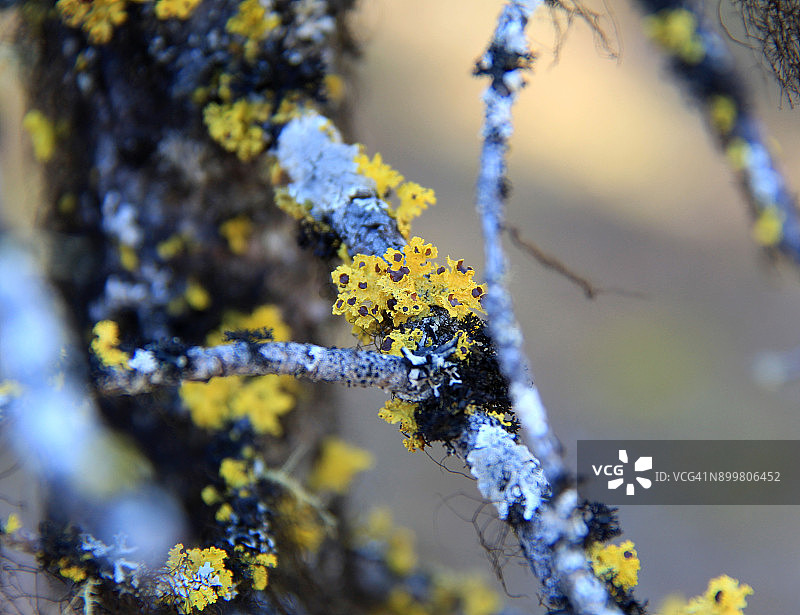 杰克曼弗拉茨省立公园枯树上生长的黄色地衣图片素材
