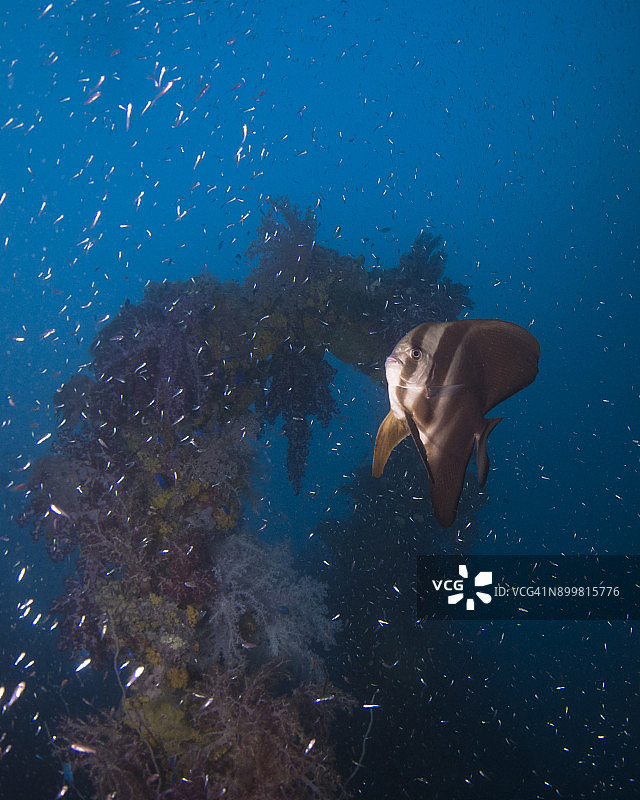 沉船丸上的蝙蝠鱼图片素材