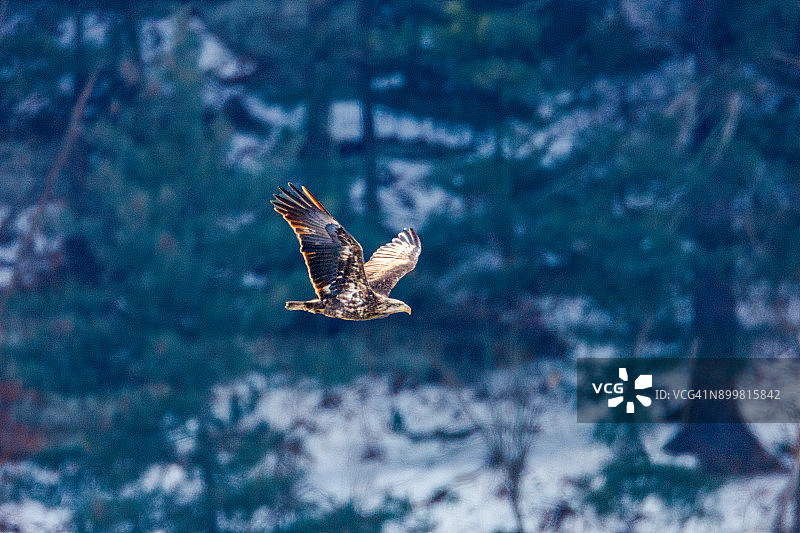 自由飞翔图片素材