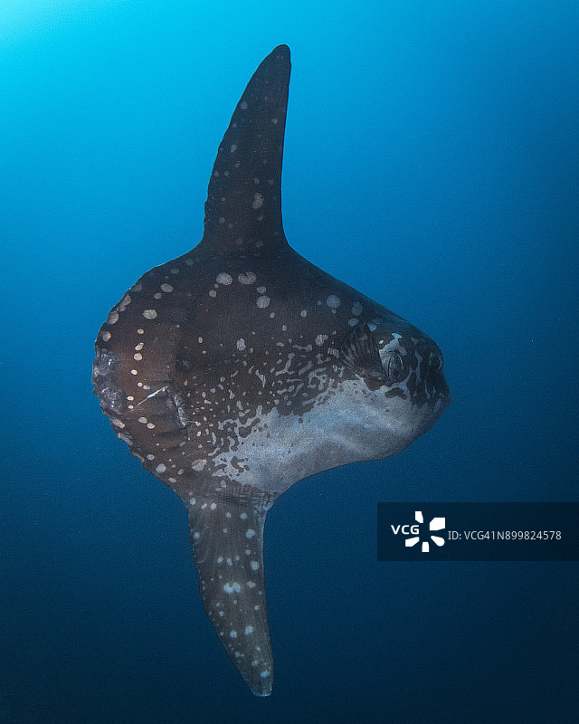 翻车鱼图片素材