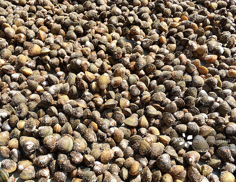 柬埔寨波贝出售的淡水蛤蜊特写图片素材