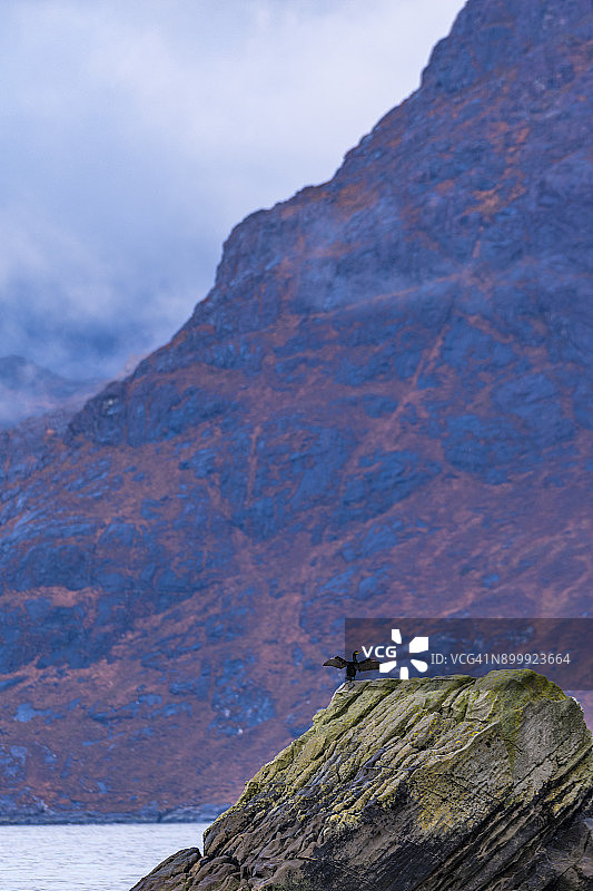 野生鸬鹚在埃尔戈尔海滩上伸展翅膀，苏格兰图片素材