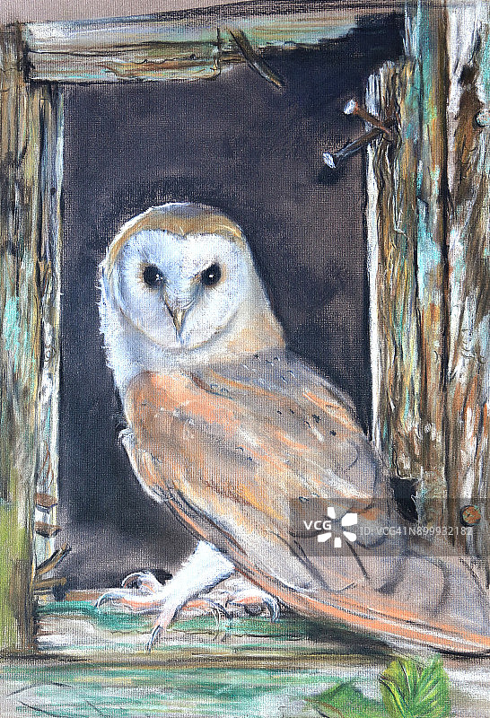 粉色仓鸮图片素材