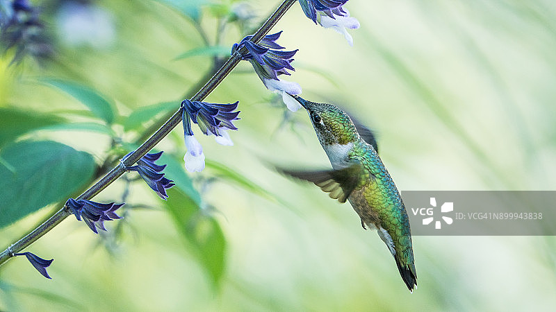 红宝石喉蜂鸟悬停觅食图片素材