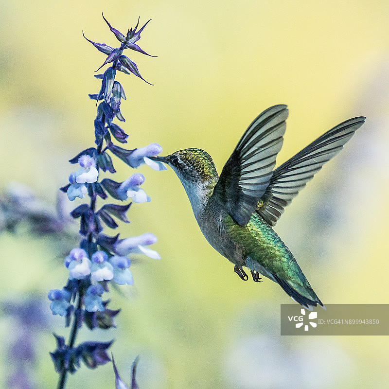 红宝石喉蜂鸟悬停觅食图片素材