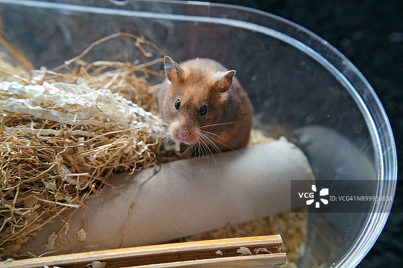 宠物金仓鼠图片素材