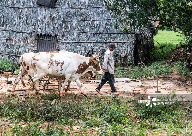 古巴比尼亚莱斯的日常生活图片素材