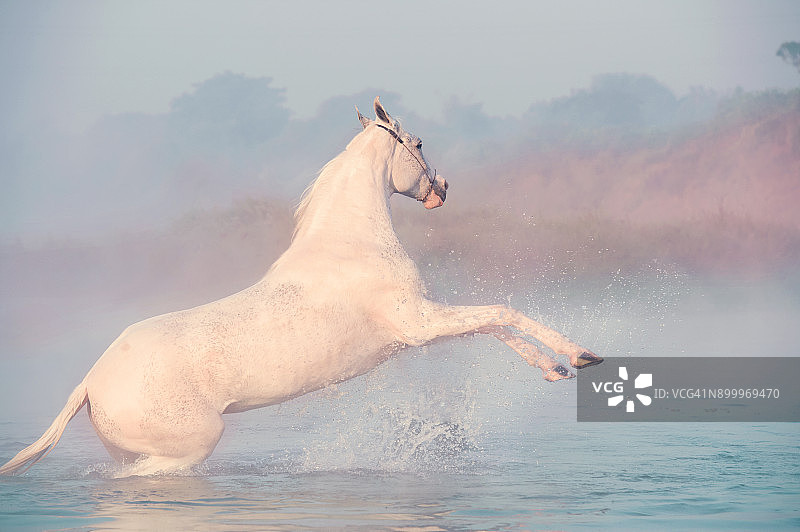 清晨河中站立的白马图片素材