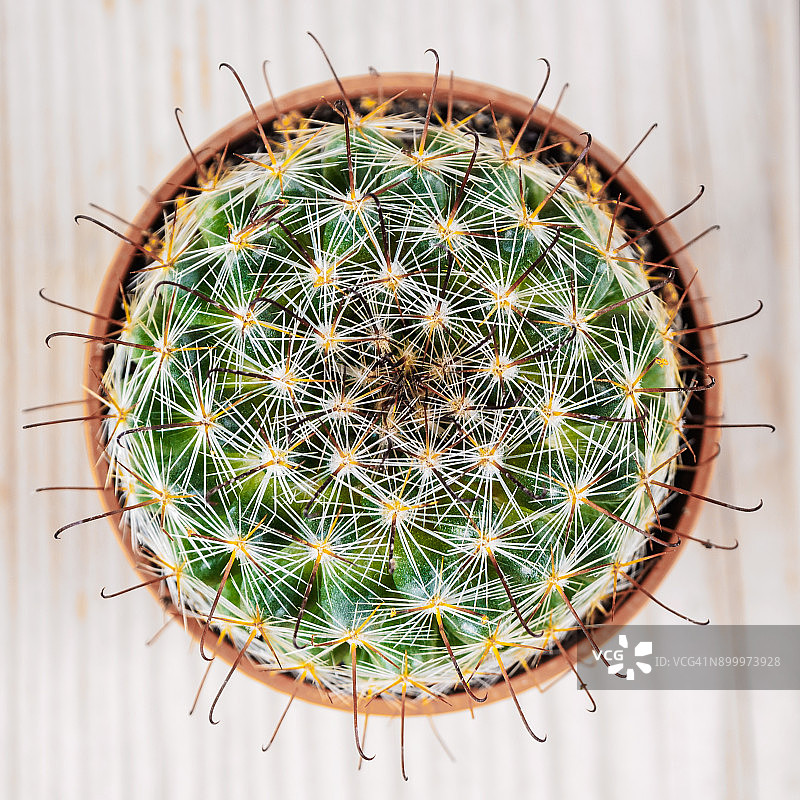 小仙人掌图片素材