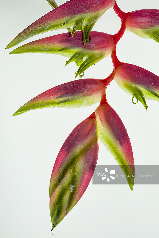 逆光拍摄的粉色蝎尾蕉图片素材