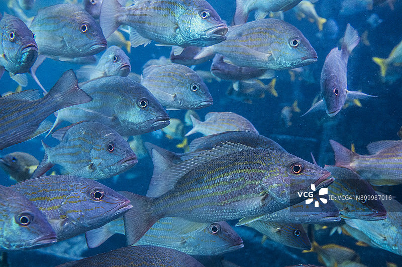 在巴哈马拍摄到的银色和黄色鲷鱼一起游泳图片素材