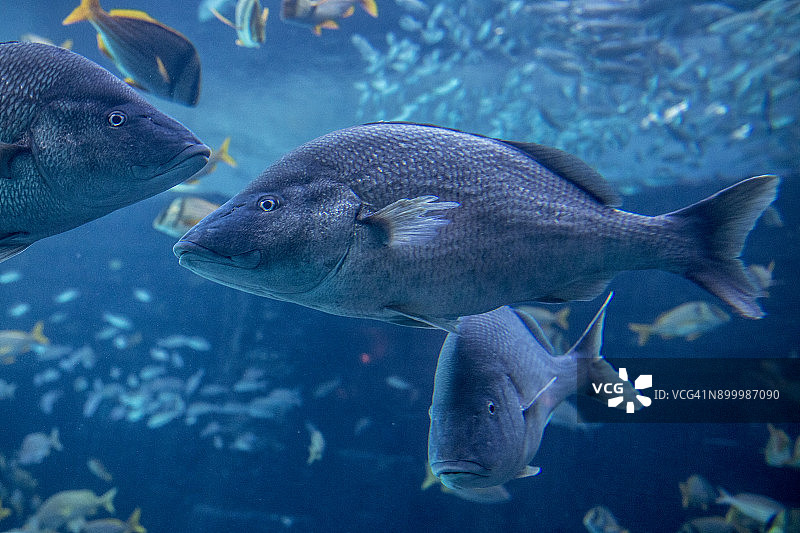 巴哈马群岛的银色、黄色鲷鱼和丽鱼图片素材