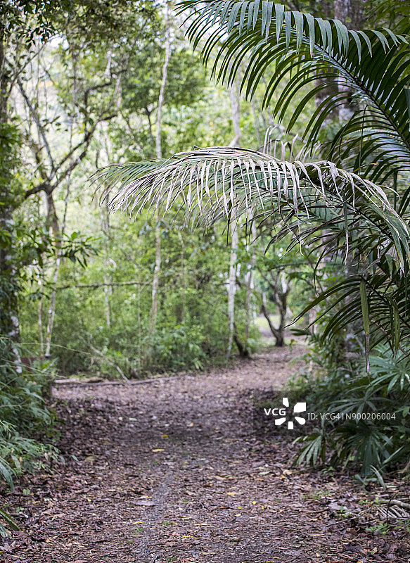 加通湖附近的巴拿马热带森林图片素材