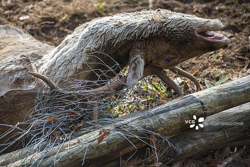 死在猎物栅栏里的欧洲小鹿，德国黑森州图片素材