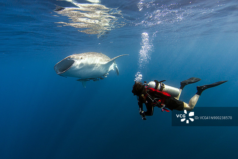 印度尼西亚巴布亚省：潜水员在极乐鸟湾观察鲸鲨图片素材