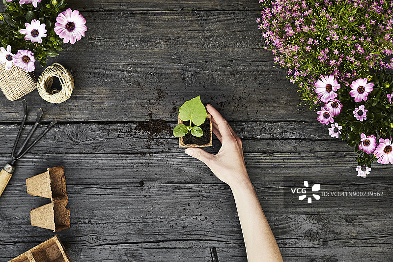 女人手持幼苗图片素材