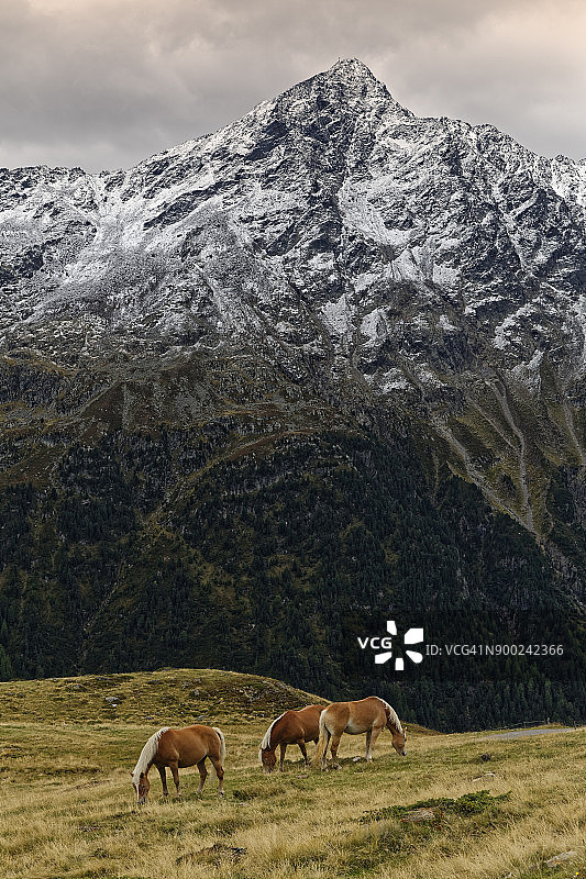奥地利蒂罗尔州瑟尔登高山草甸上的马匹图片素材