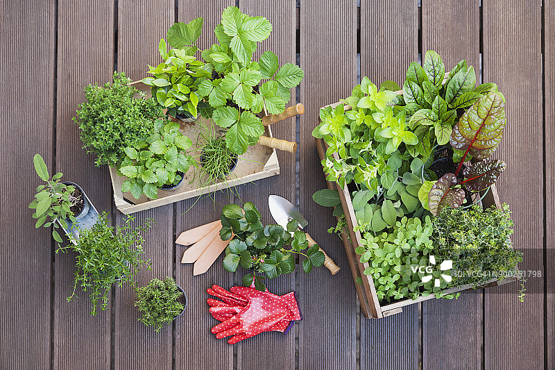 露台上各种盆栽香料植物图片素材
