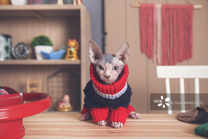 桌子上穿着套头衫的斯芬克斯猫图片素材