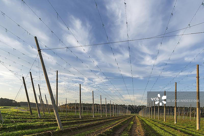 德国巴伐利亚米特尔弗兰肯的啤酒花田图片素材