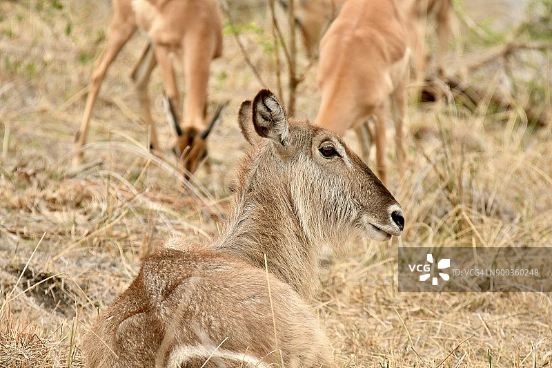 非洲的狂野图片素材