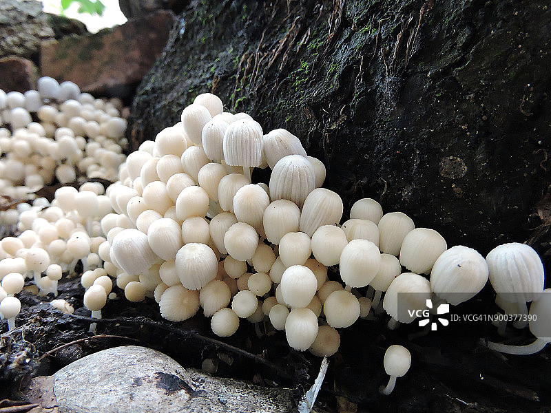 菌菇群落图片素材