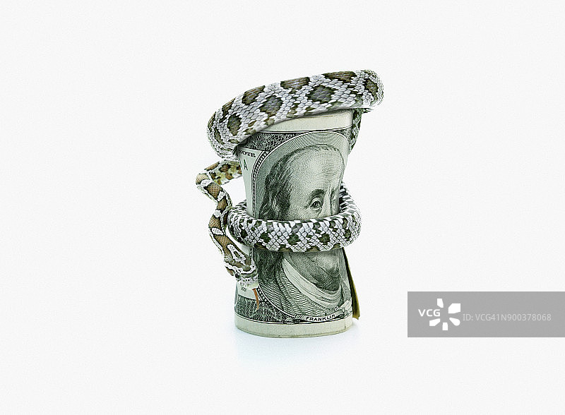 蛇缠绕着美元图片素材