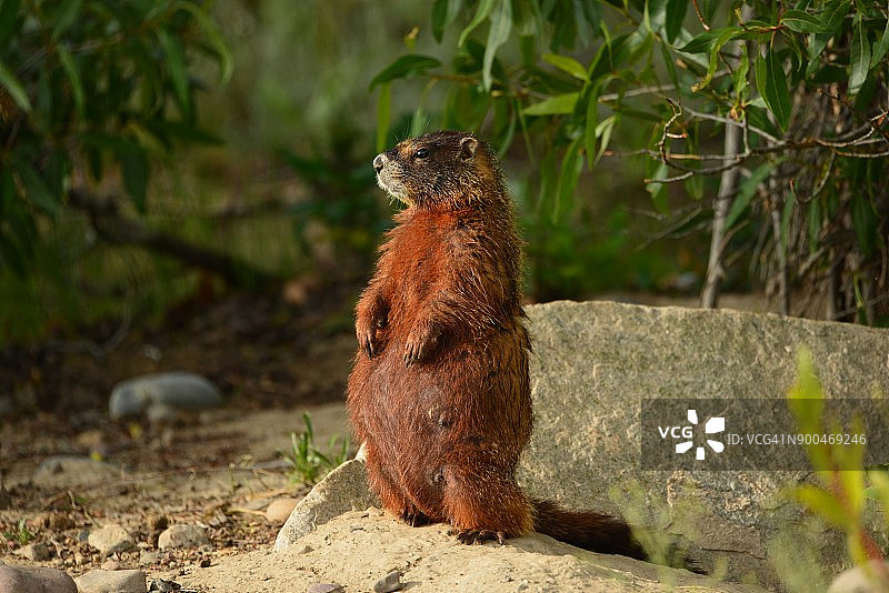 三只野生旱獭图片素材
