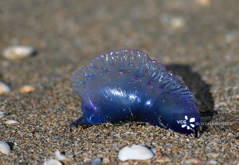 僧帽水母（Physalia physalis），美国佛罗里达州海滩图片素材