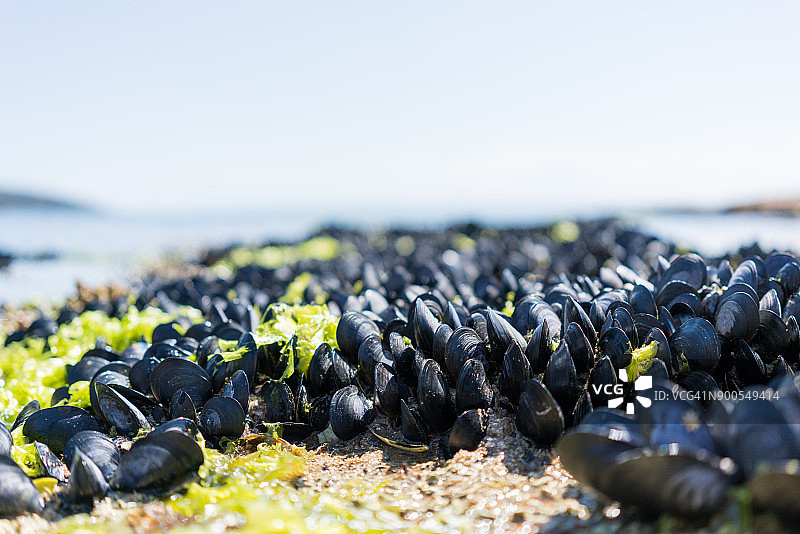 塔斯马尼亚海虹特写图片素材
