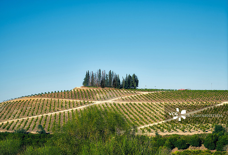 西西里岛柑橘园顶部的树木图片素材