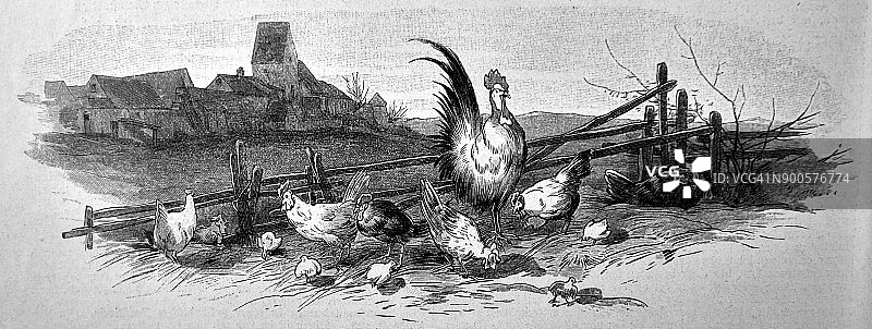 草地上的公鸡和母鸡 - 1896年图片素材