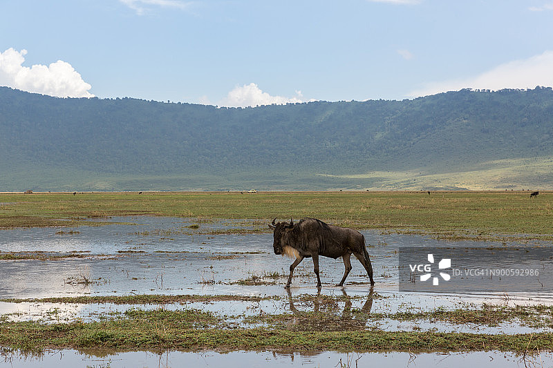 孤独的角马图片素材