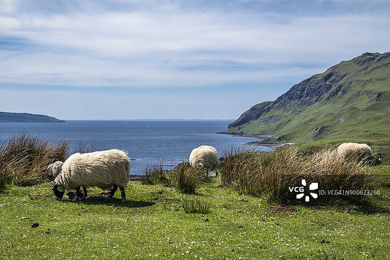 阿尔德纳默亨卡马斯南吉尔湾的羊和山羊图片素材